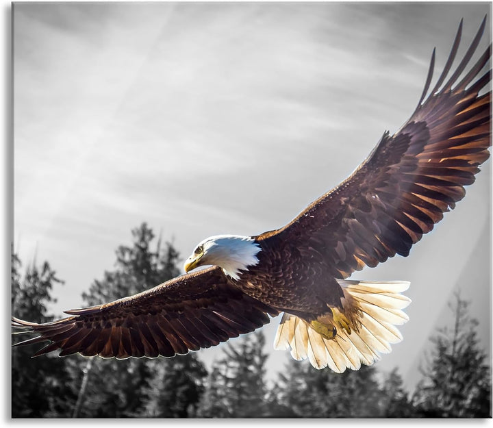 grosser fliegender Adler Herdabdeckplatte & Spritzschutz aus Echtglas | Für Herd-Kochfelder | 60x52