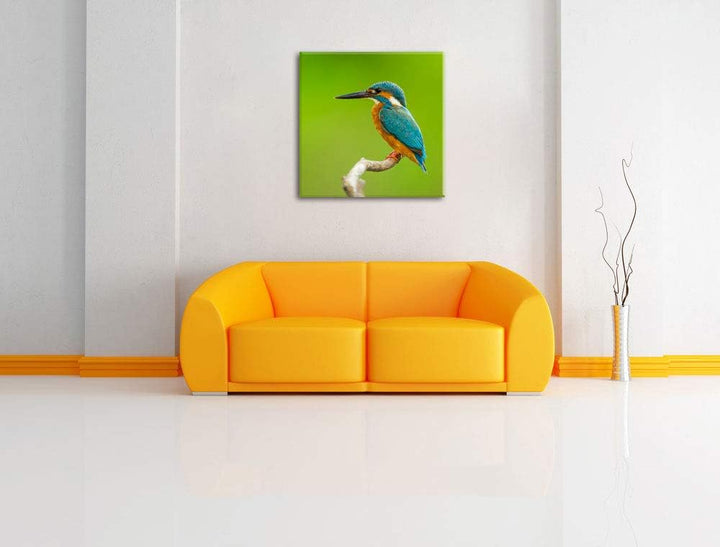 Kleiner Eisvogel, Format: 70x70 auf Leinwand, XXL riesige Bilder fertig gerahmt mit Keilrahmen, Kuns