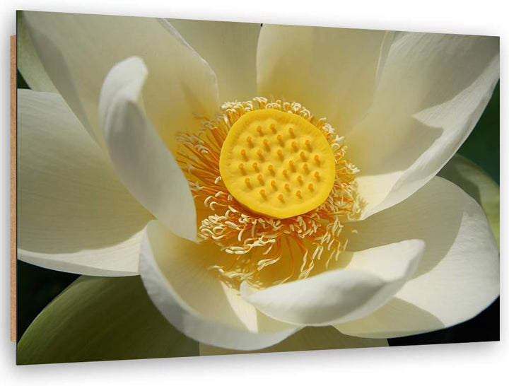 Feeby Wanddeko Blume Bild Kunstdruck modern Natur Gelb 80x60 cm Deko Paneel 80x60 cm Gelb_A, Deko Pa