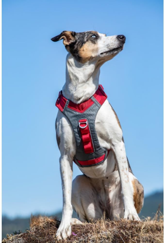 Kurgo Journey Air Hundegeschirr, Mit gepolstertem Brustteil und Rückgriff, Für Hunde von 11-23 kg, G
