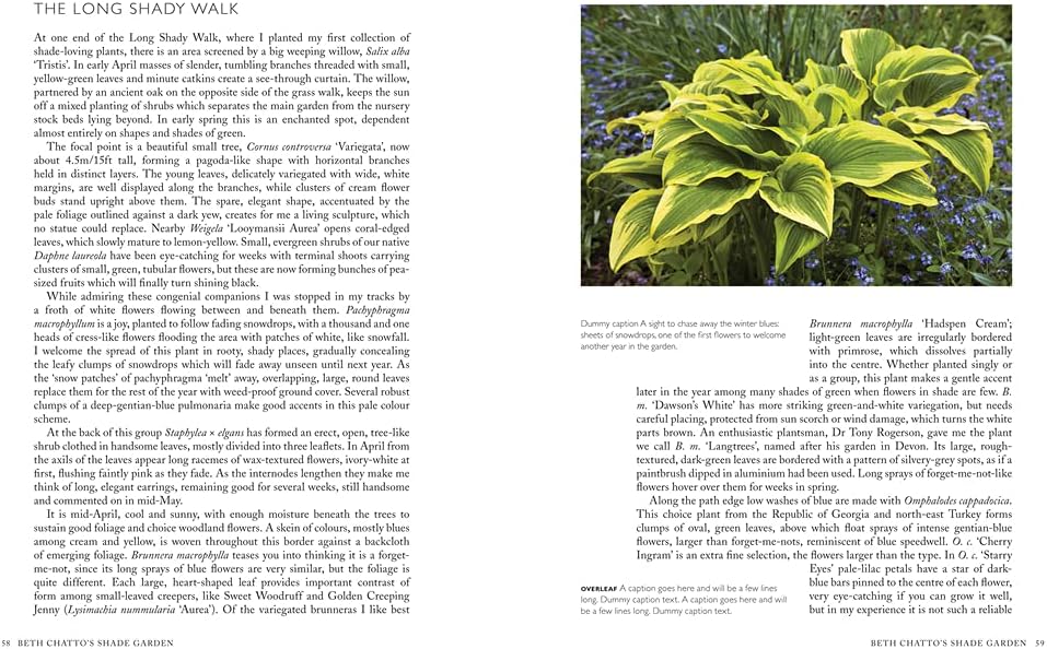 Pimpernel Press Beth Chatto's Shade Garden: Shade-Loving Plants for Year-Round Interest