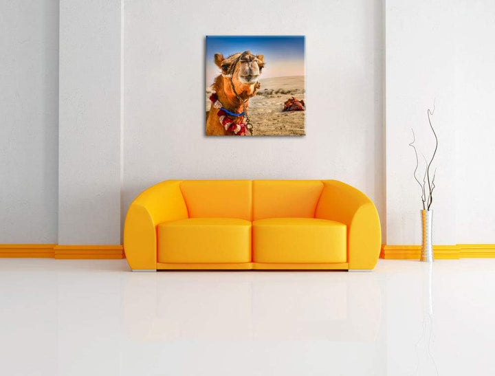 Lustiges Kamel in Wüste, Format: 70x70 auf Leinwand, XXL riesige Bilder fertig gerahmt mit Keilrahme