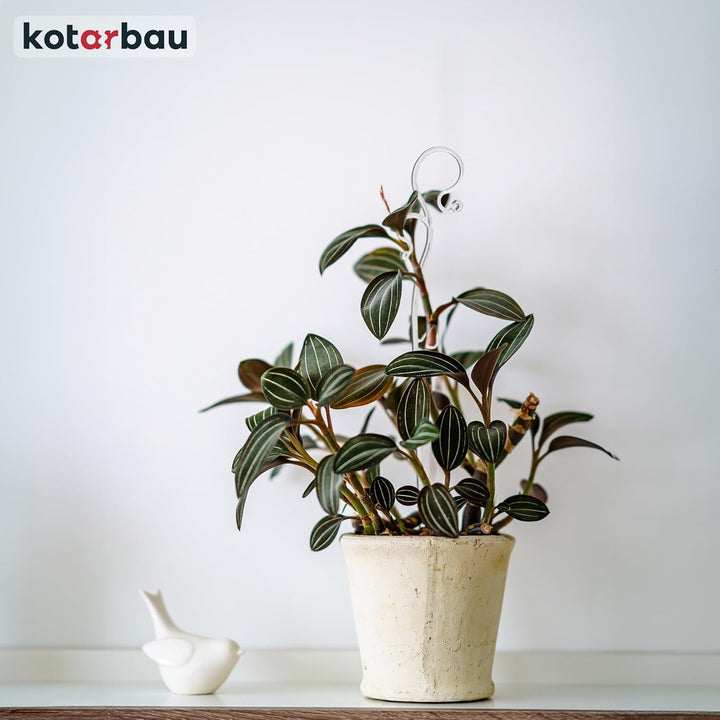 KOTARBAU® 6er Set Pflanzenstütze Transparent PVC 39 cm Blumenstütze Rankhilfe Zimmerpflanzen Blumens