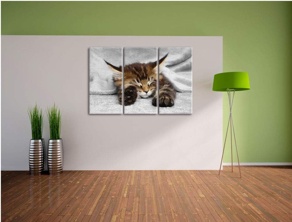 Pixxprint schlafende Katze mit grossen Ohren als Leinwandbild | Grösse: 3 Teilig (120x80) | Wandbild