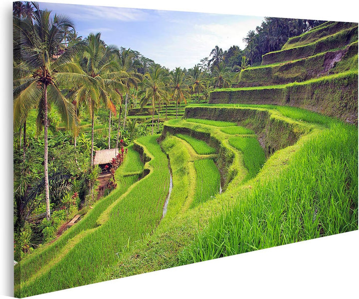 islandburner Bild auf Leinwand Terrasse Reisfelder Ubud Tegallalang Bali Indonesien Bilder Wandbilde