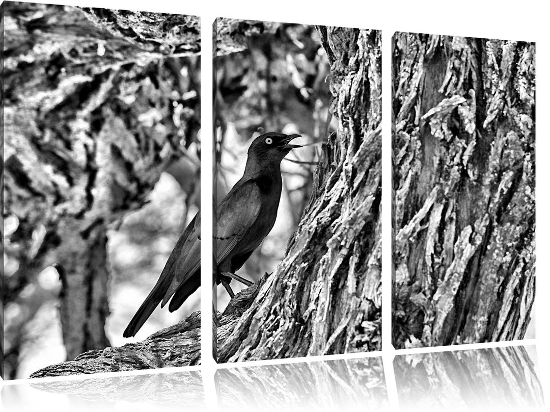 Pixxprint Monocrome, Purpurglanzstar auf Baum 3-Teiler Leinwandbild 120x80 Bild auf Leinwand