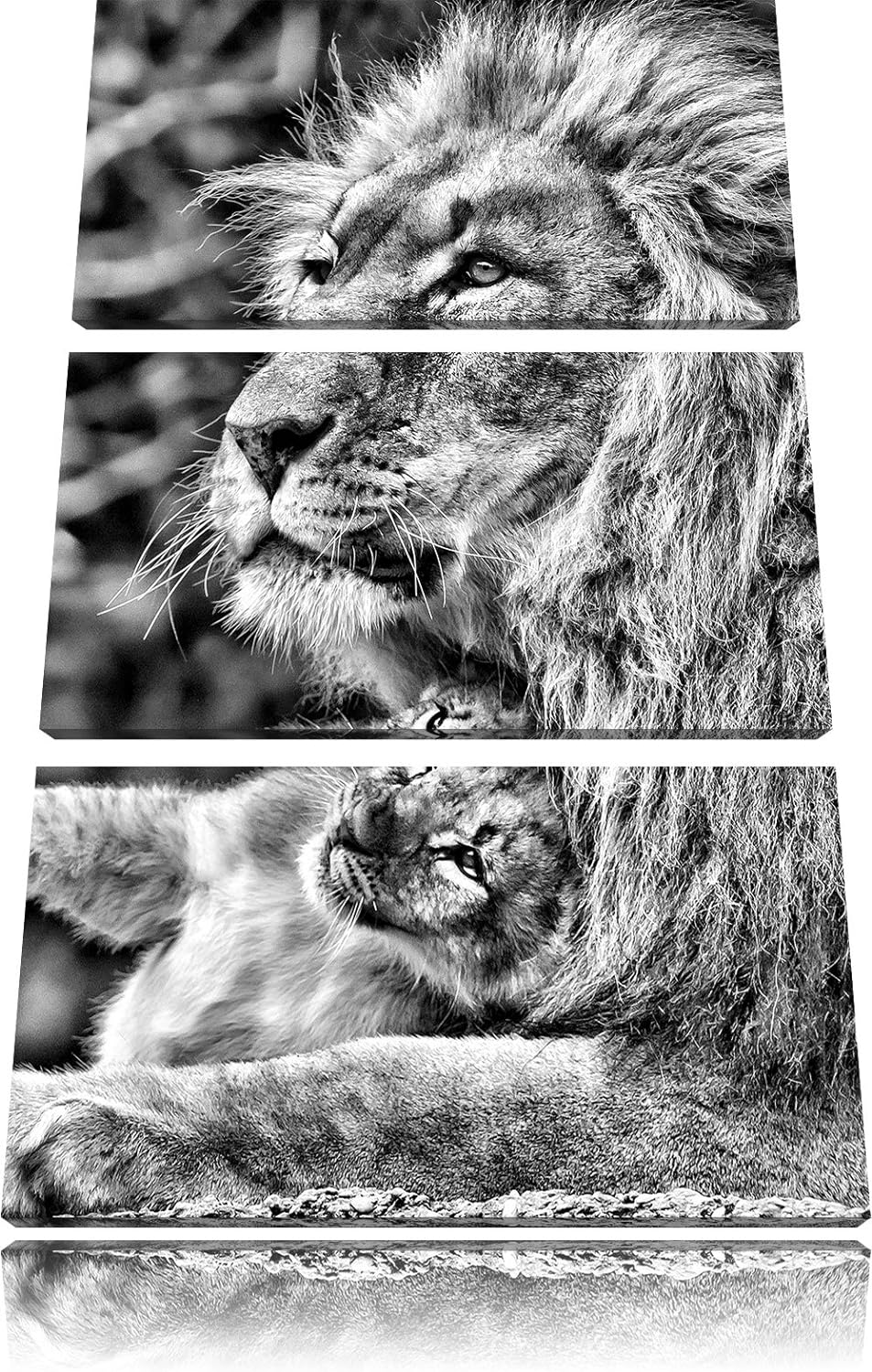 Pixxprint liebevoller Löwe mit Jungtier als Leinwandbild/Grösse: 3 Teilig (120x80) cm/Wandbild/Kunst