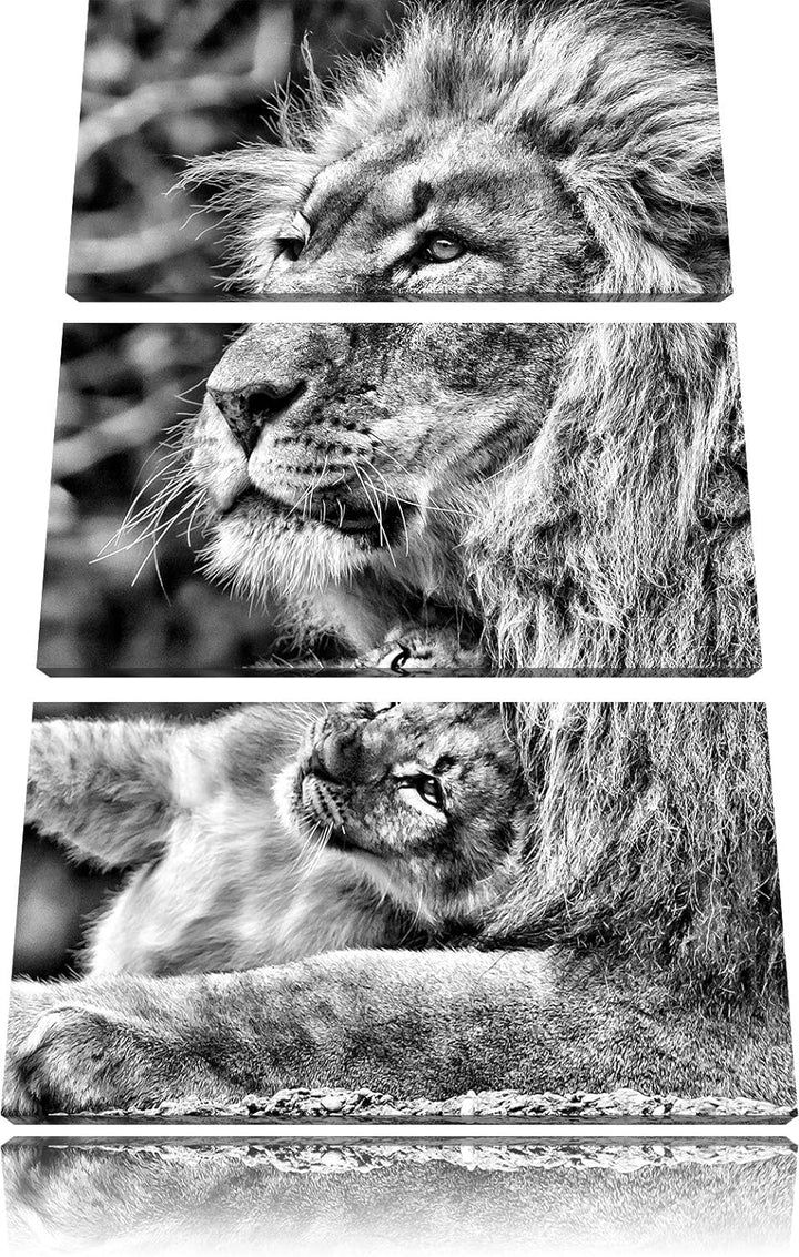 Pixxprint liebevoller Löwe mit Jungtier als Leinwandbild/Grösse: 3 Teilig (120x80) cm/Wandbild/Kunst