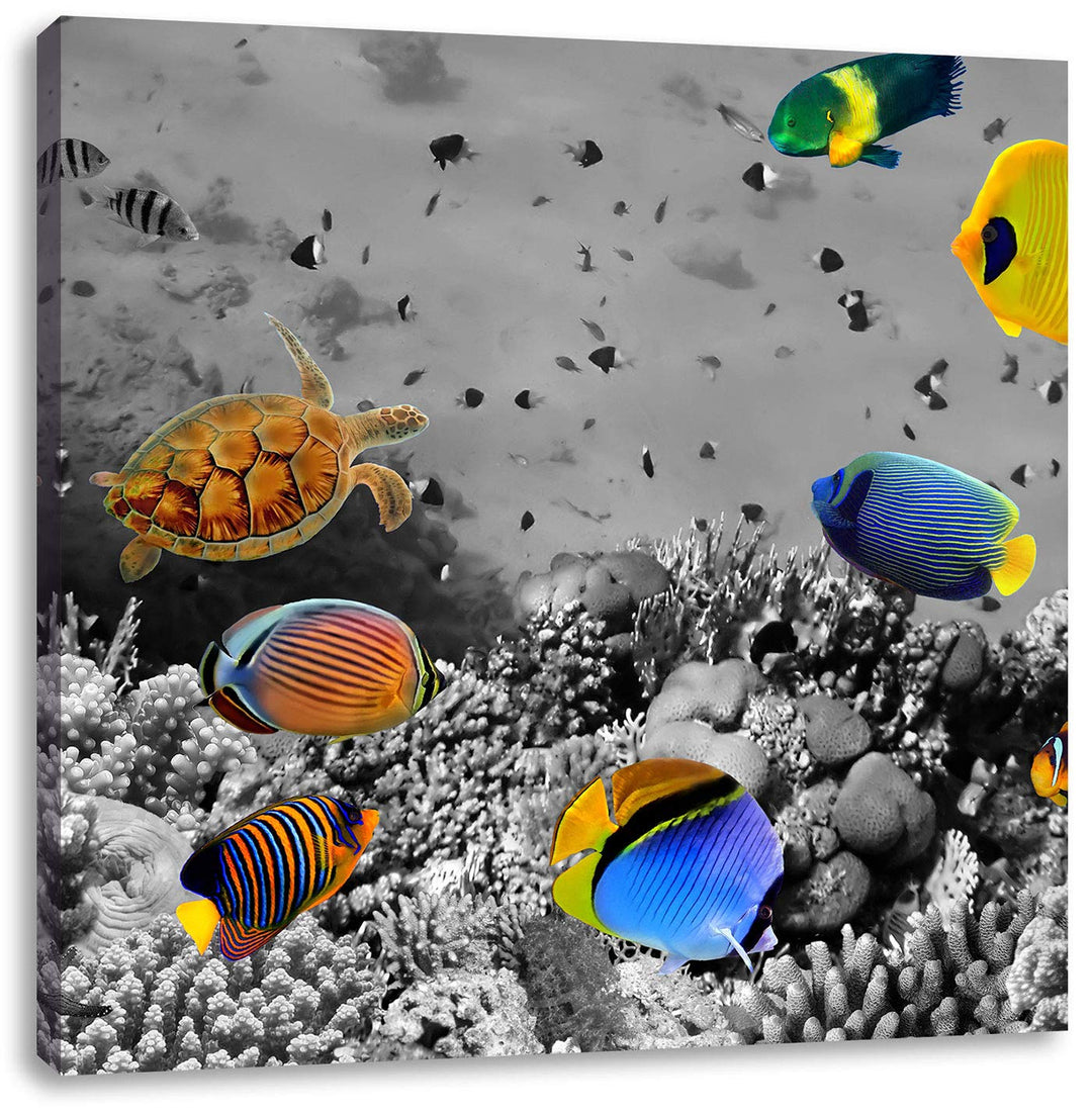 Pixxprint Fischvielfalt über Korallenriff schwarz/weiss, Format: 70x70 auf Leinwand, 70x70