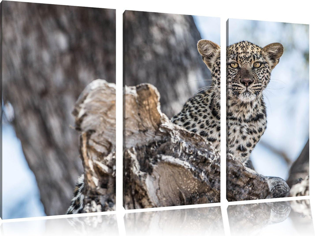 Pixxprint Neugieriges Leopardjunges auf Baum 3-Teiler Leinwandbild 120x80 Bild auf Leinwand