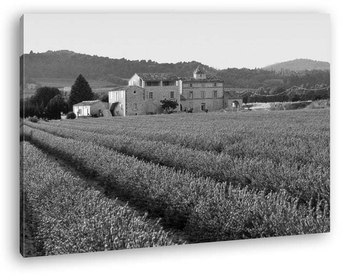 deyoli beeindruckendes Lavendelfeld in Frankreich Effekt: Schwarz/Weiss Format: 80x60 als Leinwandbi