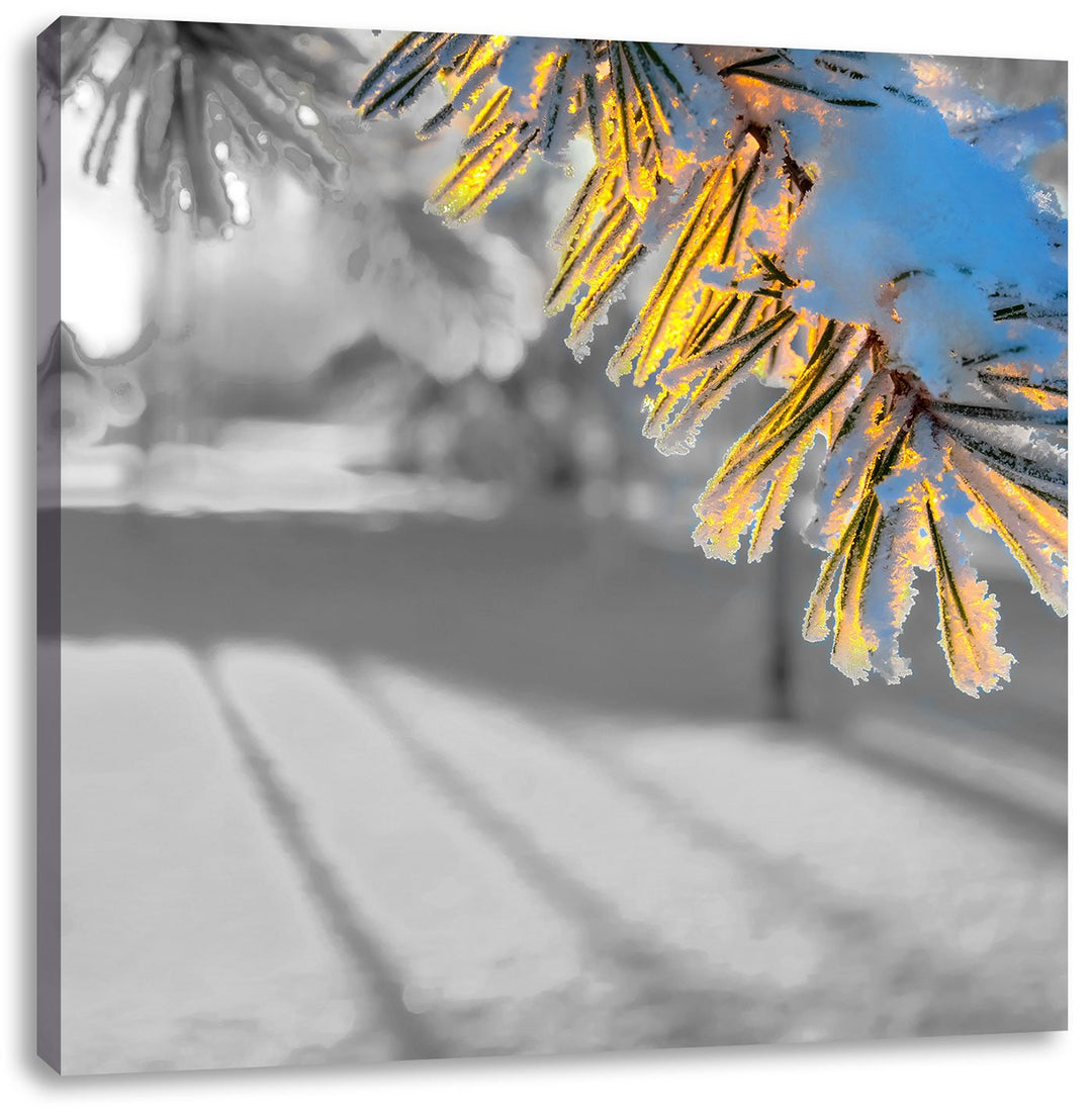 Pixxprint Tannenzweig im Winter als Leinwandbild/Grösse: 70x70 cm/Wandbild/Kunstdruck/fertig bespann