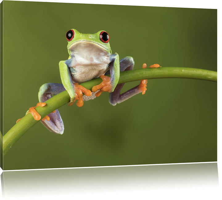 Baum-Frosch auf Bambus, Format: 100x70 auf Leinwand, XXL riesige Bilder fertig gerahmt mit Keilrahme