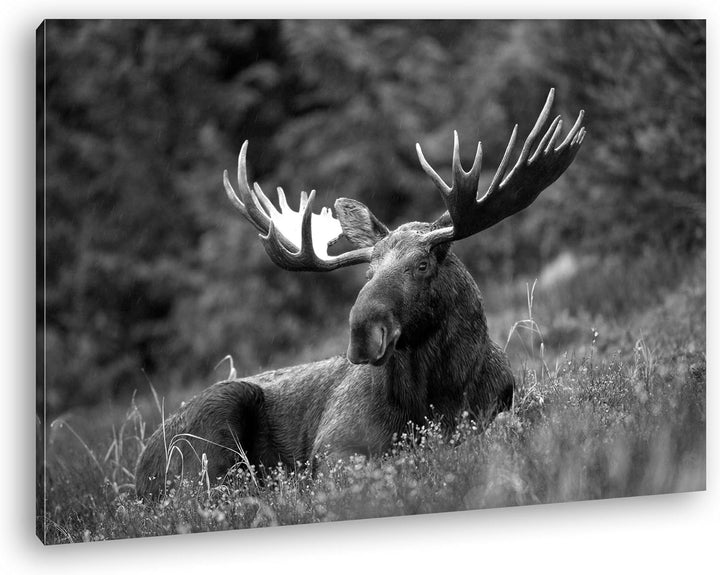 deyoli ruhig liegender Elch Effekt: Schwarz/Weiss Format: 80x60 als Leinwandbild, Motiv fertig gerah