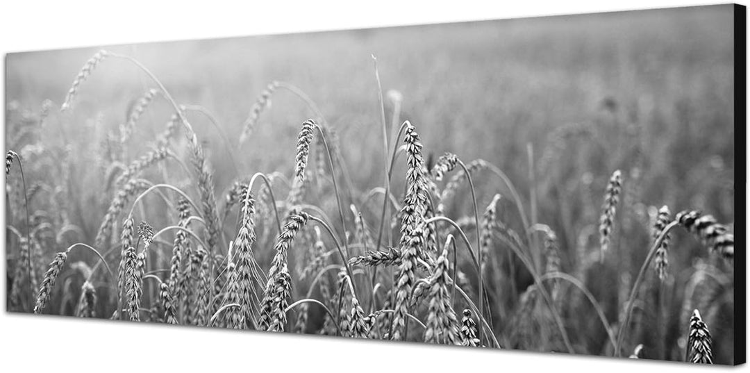 Paul Sinus Art Leinwandfoto als Panorama SCHWARZ/Weiss 150x50cm Kornfeld Herbst Sonnenuntergang