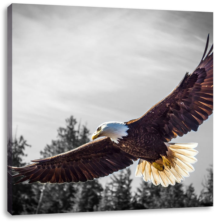 Pixxprint grosser Fliegender Adler als Leinwandbild/Grösse: 70x70 cm/Wandbild/Kunstdruck/fertig besp