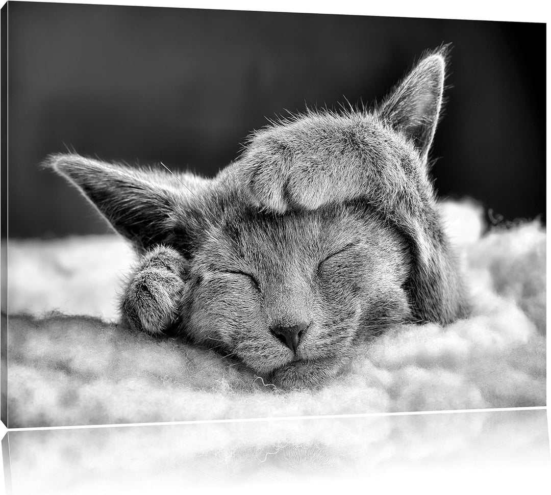 Monocrome, Süsses Kätzchen, Format: 100x70 auf Leinwand, XXL riesige Bilder fertig gerahmt mit Keilr