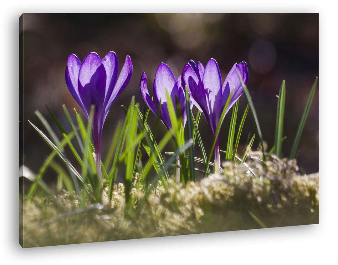 deyoli beeindruckende Krokusse im Frühling Format: 80x60 als Leinwandbild, Motiv fertig gerahmt auf
