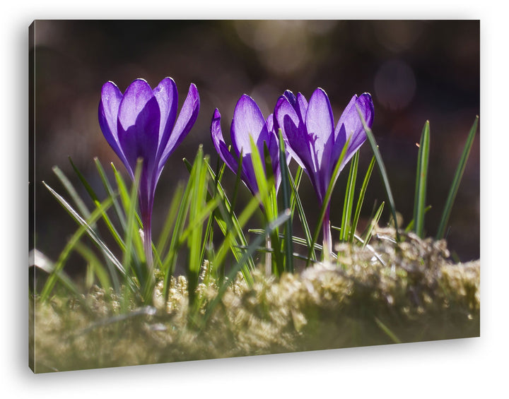 deyoli beeindruckende Krokusse im Frühling Format: 80x60 als Leinwandbild, Motiv fertig gerahmt auf