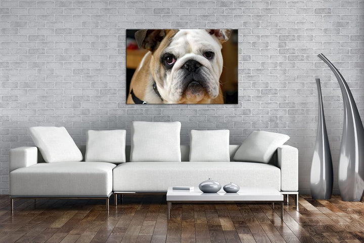 deyoli Englische Bulldogge im Format: 80x60 als Leinwandbild, Motiv fertig gerahmt auf Echtholzrahme