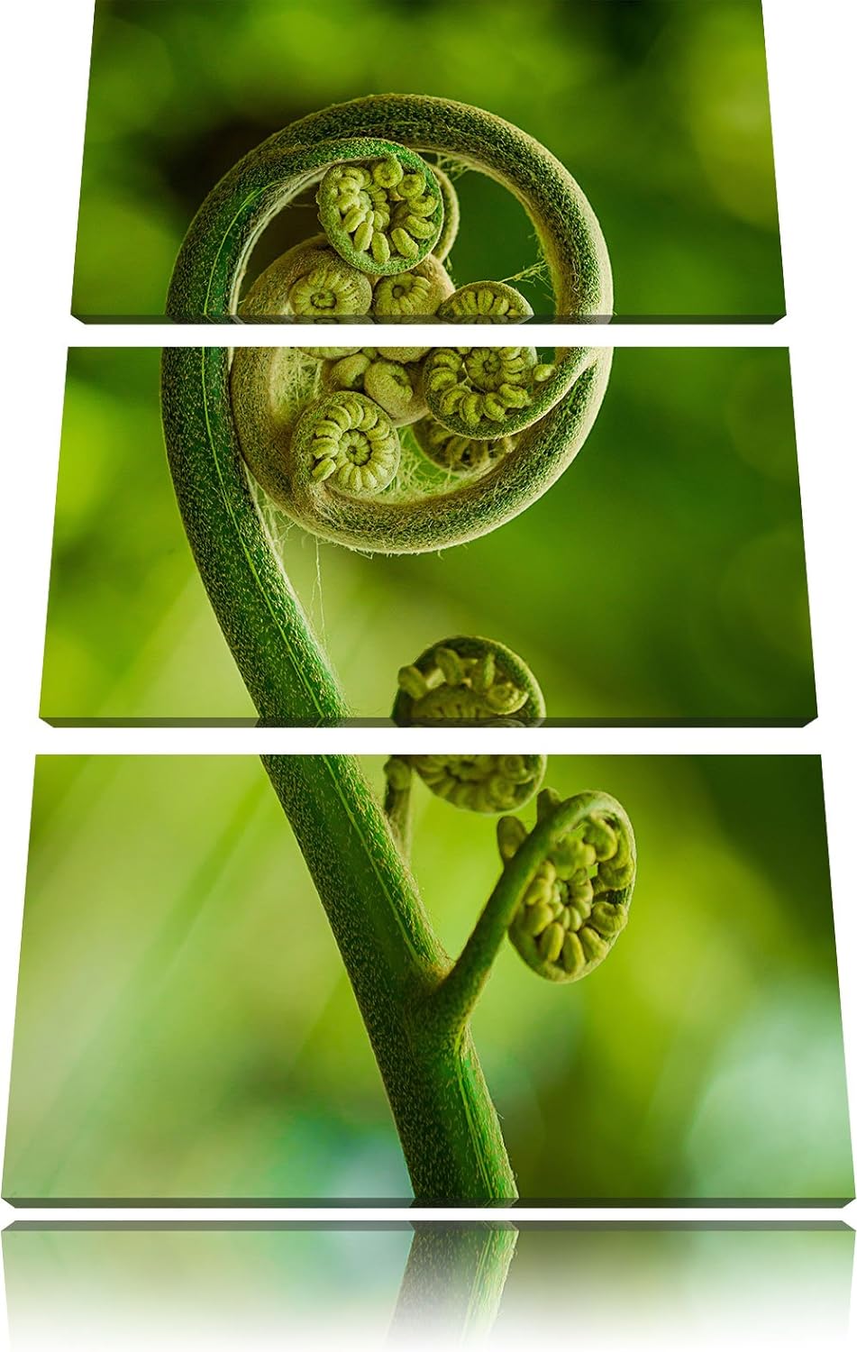 Pixxprint Blatt von Einer Farne im Wald als Leinwandbild - Grösse: 3-Teilig (120x80cm) - Wandbild -