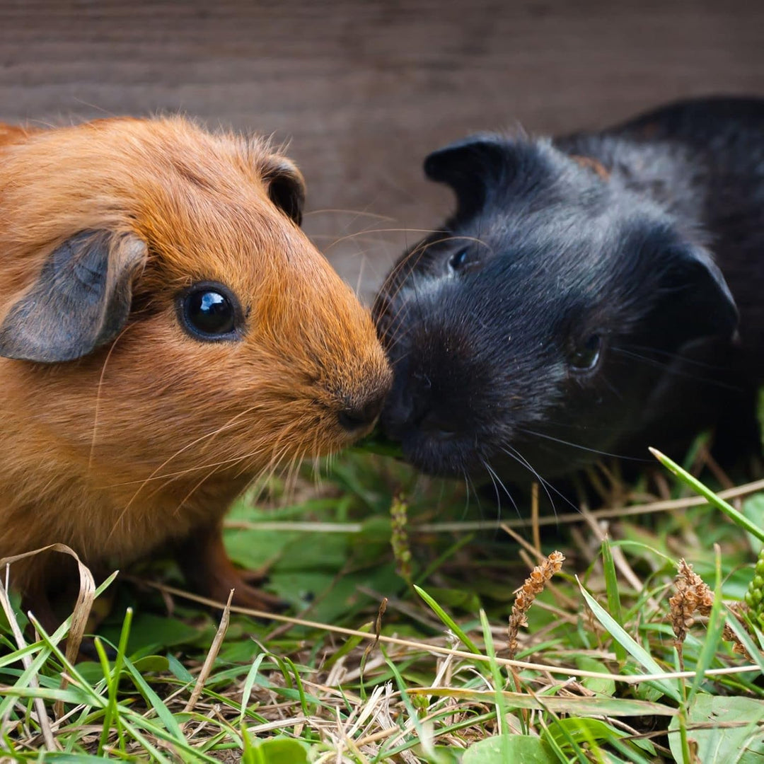 Einstreuzusatz mit Pflanzenkohle, Biochar, 150 g für Hamster, Hasen, Kaninchen, Vögel, geruchshemmen