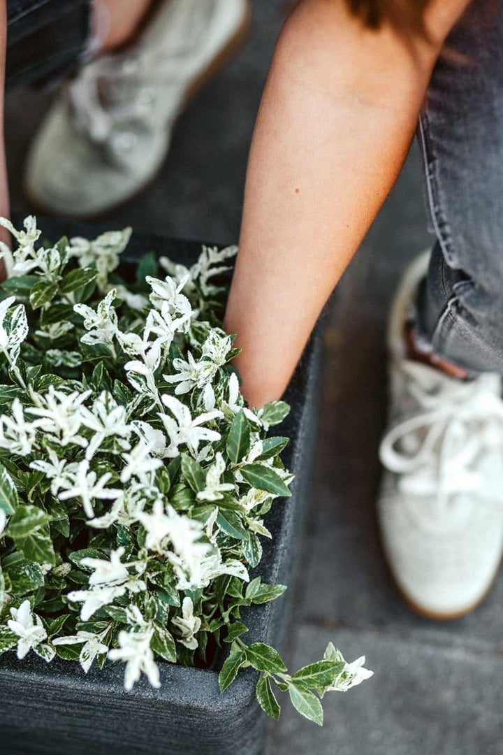 Capi Europe - Blumentopf quadratisch Rib NL - 30x30 - Anthrazit - Öffnung Ø24 - Blumentopf für den I