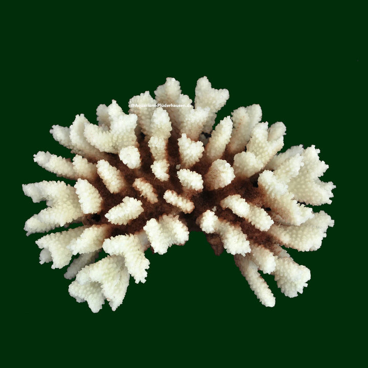 AQUARIUM PLÜDERHAUSEN Steinkoralle, 21x15x8 cm, SPS, Meerwasseraquarium Korallen, Acropora Nachbildu