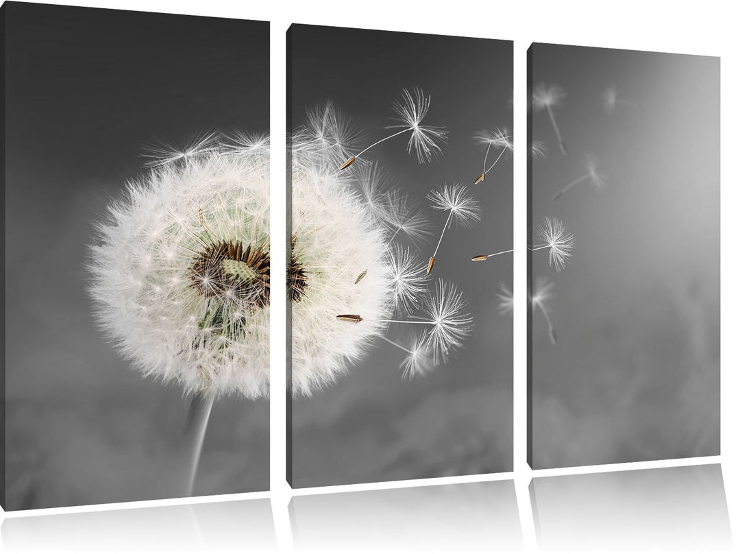 Pixxprint Löwenzahn Samen als Leinwandbild | Grösse: 3 Teilig (120x80) | Wandbild| Kunstdruck | fert