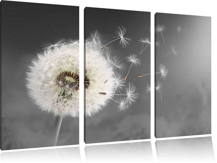 Pixxprint Löwenzahn Samen als Leinwandbild | Grösse: 3 Teilig (120x80) | Wandbild| Kunstdruck | fert