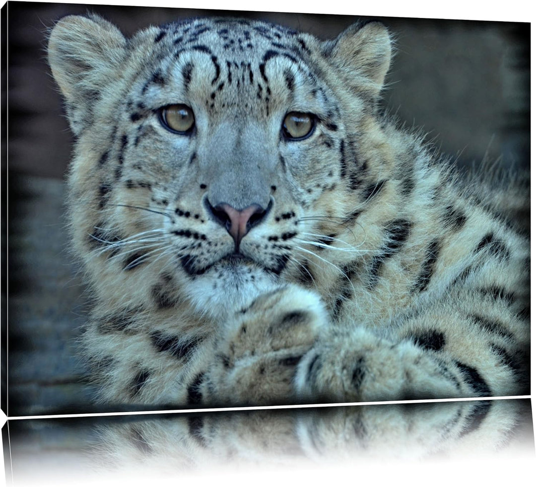 Pixxprint scheuer Schneeleopard auf Leinwand, XXL riesige Bilder fertig gerahmt mit Keilrahmen, Kuns