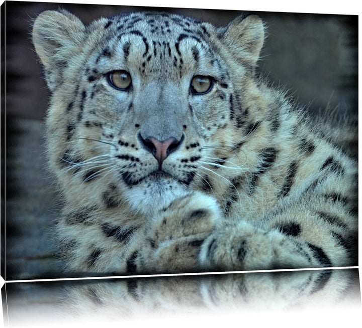Pixxprint scheuer Schneeleopard auf Leinwand, XXL riesige Bilder fertig gerahmt mit Keilrahmen, Kuns