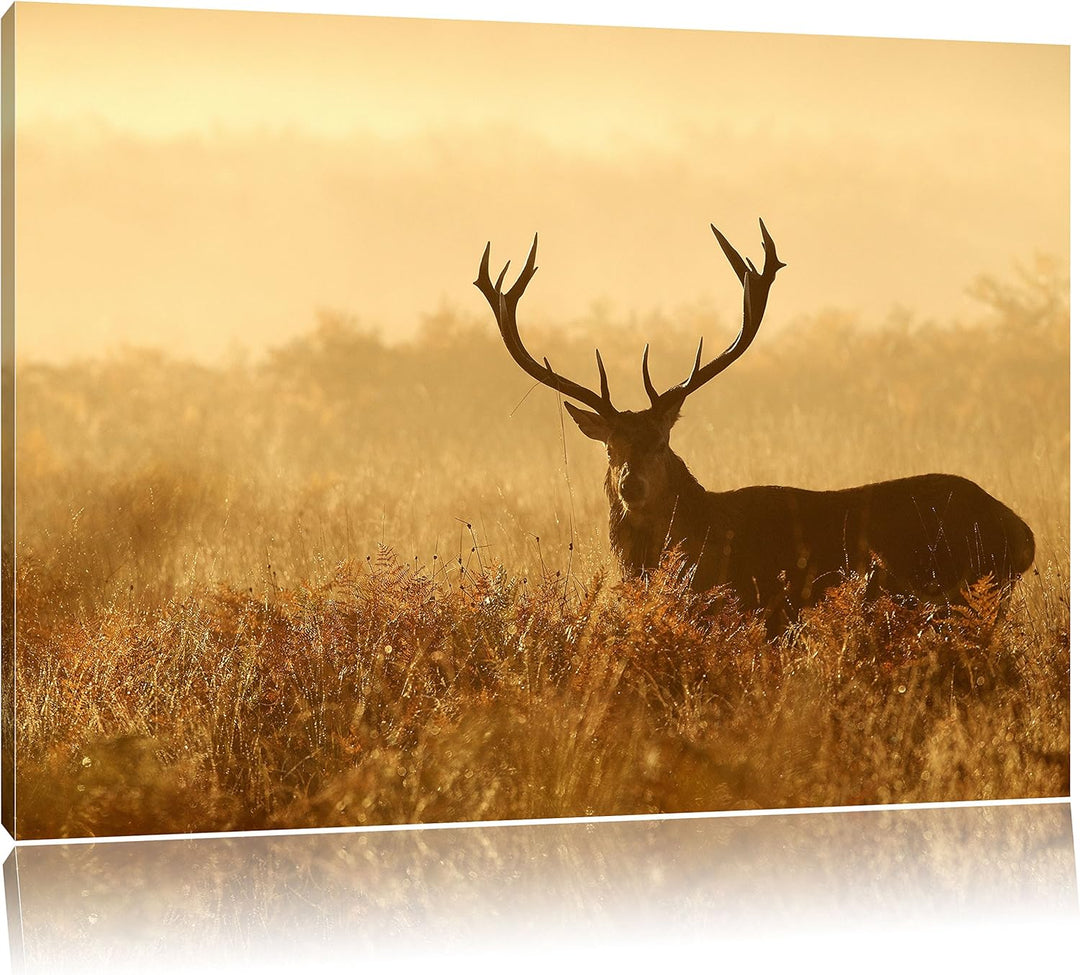 Pixxprint Rotwild Hirsch in Abenddämmerung als Leinwandbild/Grösse: 100x70 cm/Wandbild/Kunstdruck/fe