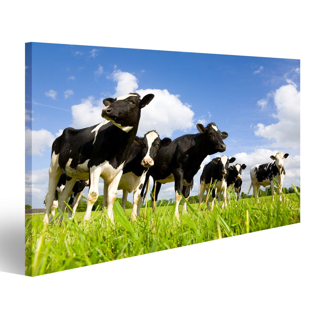 islandburner Bild auf Leinwand Holstein Kühe Auf Der Wiese Bilder Wandbilder Poster, Leinwand 80x40c