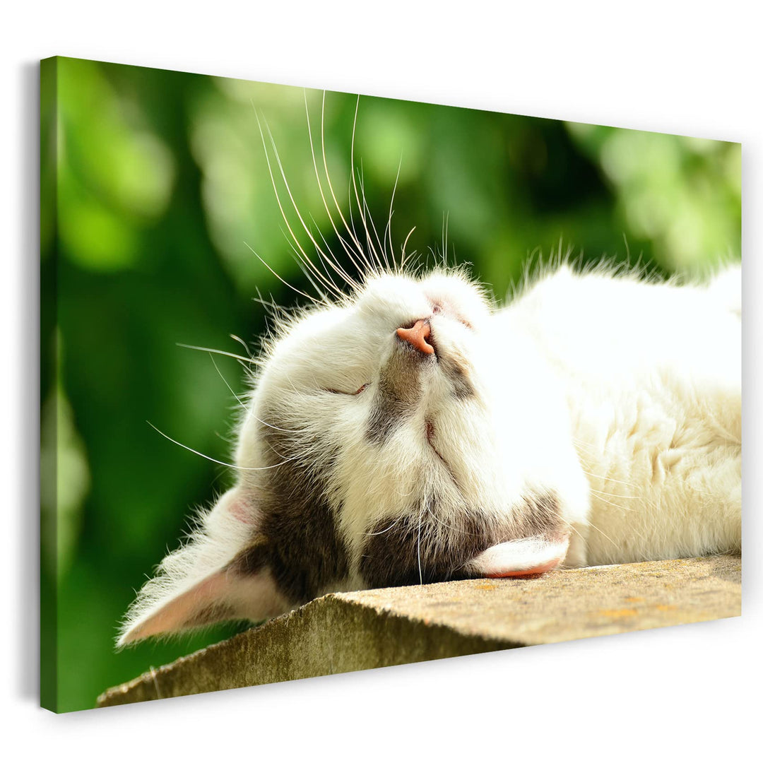 Leinwand (60x40cm): Katze weiss entspannt liegend Katzenbilder 60x40 cm, 60x40 cm