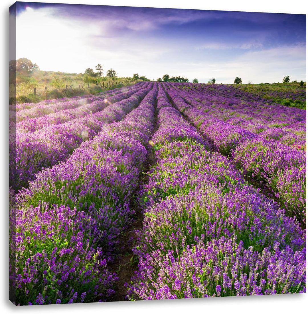 Lavendelfeld Provence, Format: 70x70 auf Leinwand, XXL riesige Bilder fertig gerahmt mit Keilrahmen,