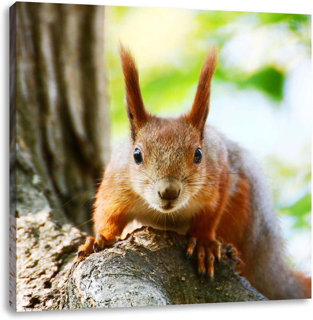 Pixxprint interessantes Eichhörnchen auf dem Baum, Format: 70x70 auf Leinwand, 70x70