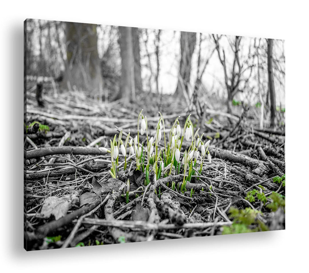 deyoli Der Frühling kommt - wachsende Schneeglöckchen Format: 80x60 als Leinwand, Motiv fertig gerah