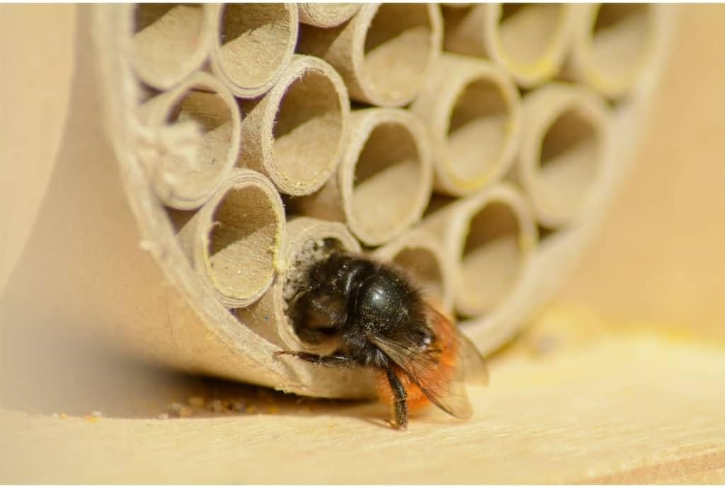 dobar® 28540e Profi-Wildbienenhotel - Bienenhaus aus Holz - Massive Nisthilfe mit Papierröhrchen - I