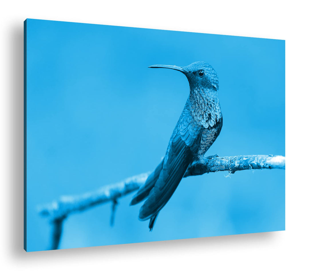 deyoli ruhig sitzender Kolibri Format 100x70 Effekt: Monocrome Blau als Leinwandbild, Motiv fertig g