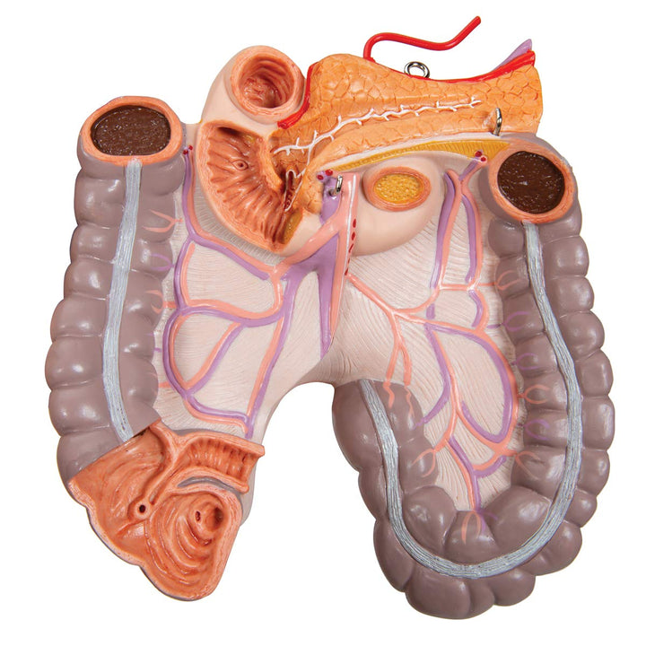 3B Scientific Classic-Torso-Modell, in klassischer Ausführung, geschlechtsneutral, offener Rücken, 2