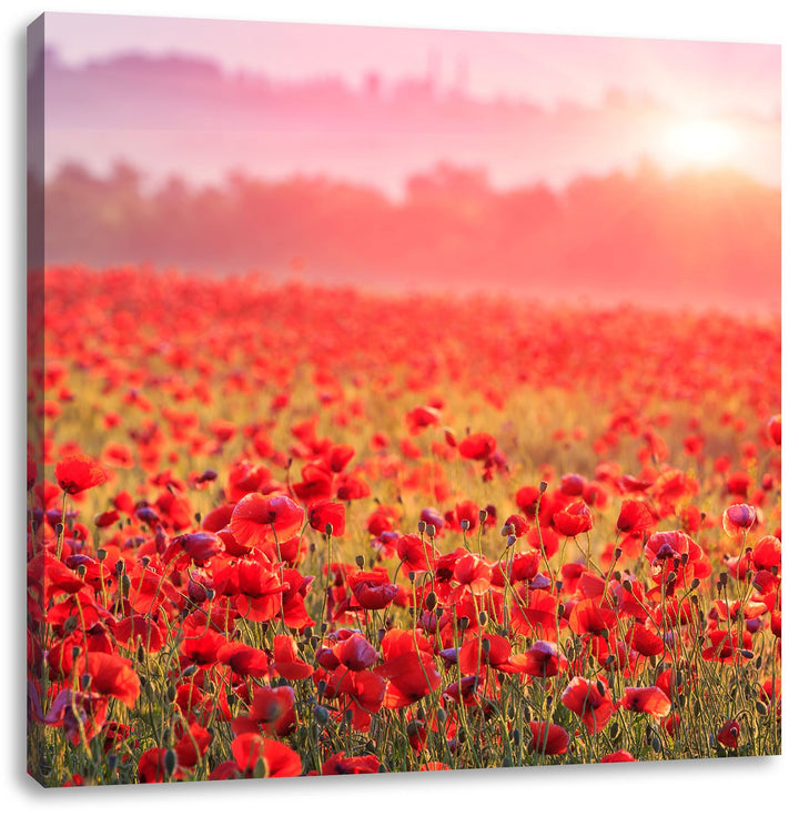 Pixxprint Mohnwiese im Sonnenschein als Leinwandbild Quadratisch/Grösse: 70x70 / Wandbild/Kunstdruck
