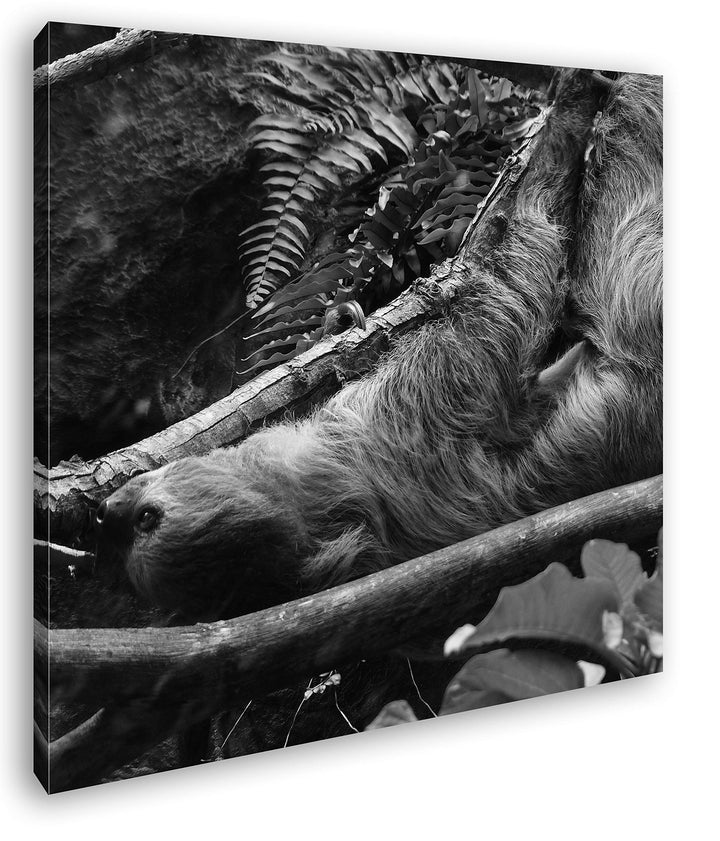 deyoli niedliches Faultier im Baum Format: 70x70 Effekt: Schwarz&Weiss als Leinwandbild, Motiv auf E
