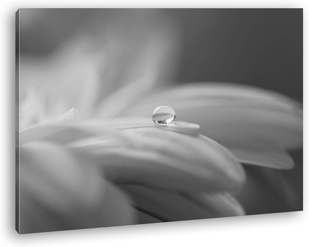 deyoli Wassertropfen auf Blauer Blume Effekt: Schwarz/Weiss im Format: 100x70 als Leinwandbild, Moti