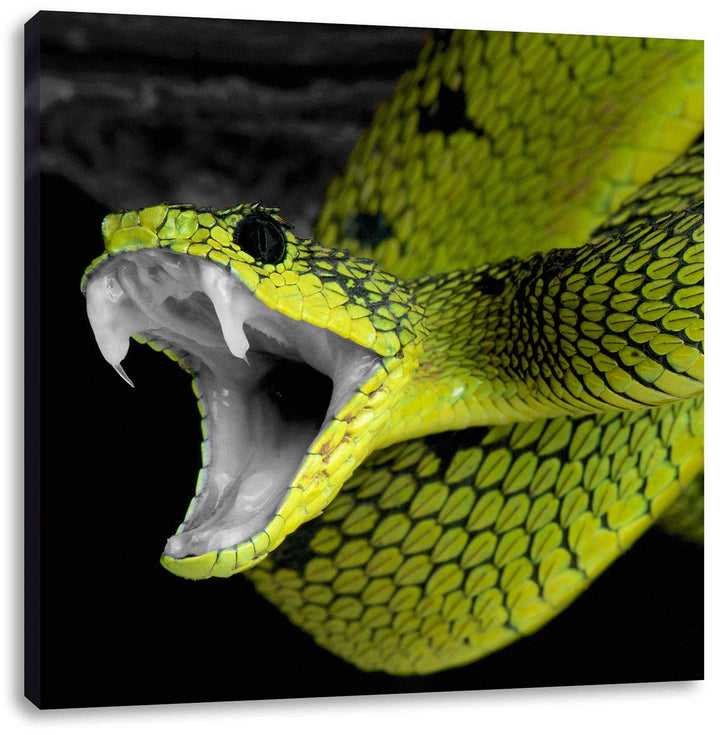 Pixxprint beeindruckende Schlange als Leinwandbild Quadratisch/Grösse: 70x70 / Wandbild/Kunstdruck/f