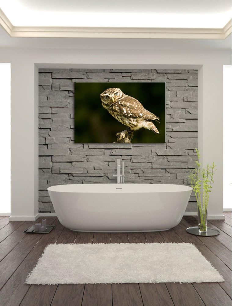 Pixxprint kleine Eule, Format: 100x70 auf Leinwand, XXL riesige Bilder fertig gerahmt mit Keilrahmen