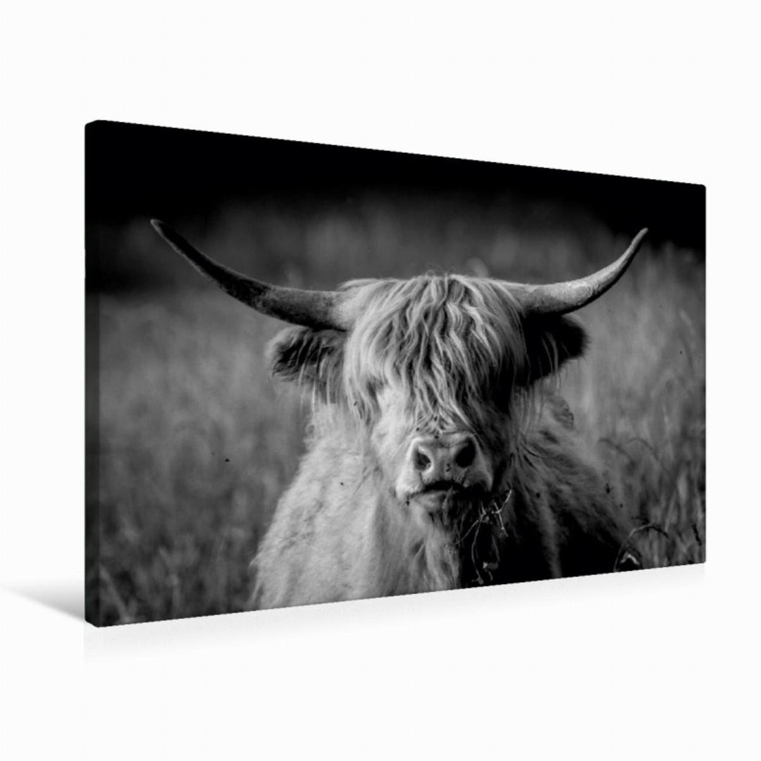 Premium Textil-Leinwand 75 x 50 cm Quer-Format Schottisches Hochlandrind | Wandbild, HD-Bild auf Kei