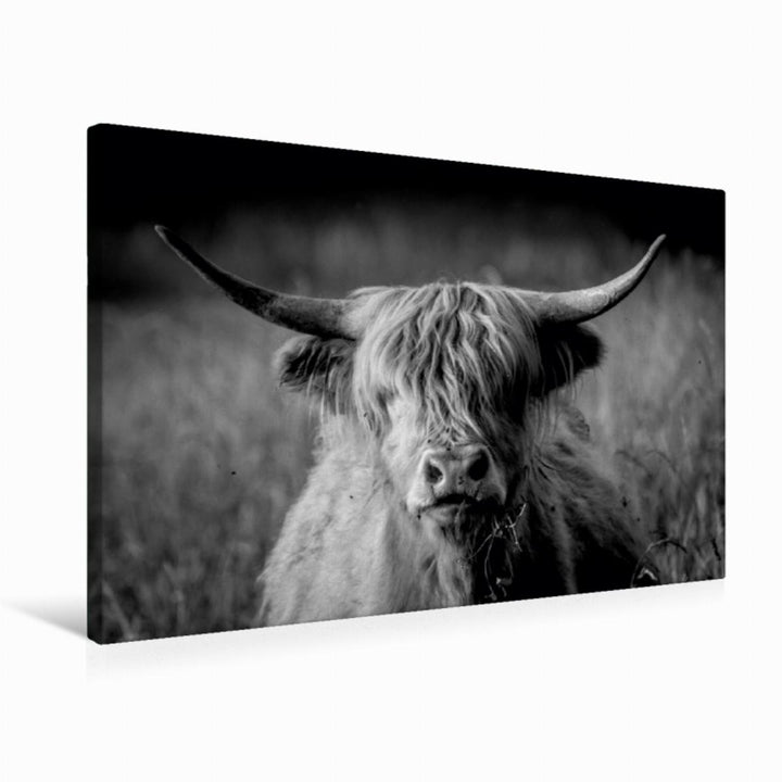 Premium Textil-Leinwand 75 x 50 cm Quer-Format Schottisches Hochlandrind | Wandbild, HD-Bild auf Kei