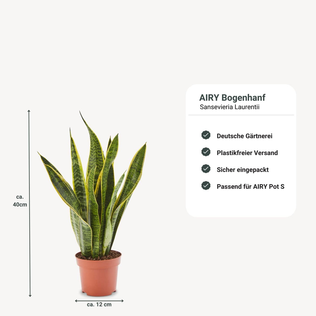 AIRY Luftreiniger System S inkl. Bogenhanf &amp; 3-Liter Airy Base • Natürlicher Luftfilter beseitigt Sc