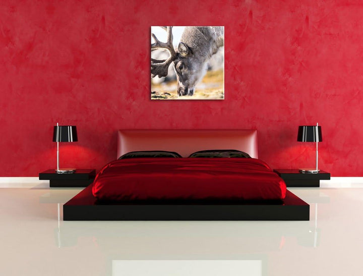 süsses Rentier beim Essen, Format: 70x70 auf Leinwand, XXL riesige Bilder fertig gerahmt mit Keilrah